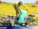 Petani di Kudus mulai masuki Panen Raya Masa Tanam I