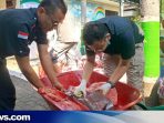 Masjid Agung Kudus sembelih 9 Kerbau dan 6 Kambing, 1 Hewan Mengandung Cacing Hati
