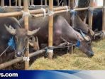 Hewan Kurban di Kudus Telah Jalani Vaksinasi PMK hingga Pemberian Vitamin Hewan Kurban di Kudus Telah Jalani Vaksinasi PMK hingga Pemberian Vitamin