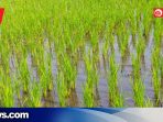 112 Hektare Sawah di Undaan Terendam, Klaim AUTP Diproses Cepat
