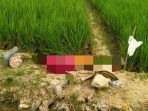Nenek di Kudus Ditemukan Tak Bernyawa, Diduga Korban Jebakan Tikus Beraliran Listrik