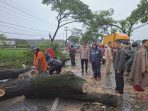Hujan Deras dan Angin Kencang, Pohon Tumbang Timbulkan Kemacetan Panjang di Kudus