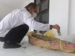 Ekskavasi Berhasil, Gading Stegodon dari Ngasinan Dievakuasi ke Museum Patiayam Ekskavasi Berhasil, Gading Stegodon dari Ngasinan Dievakuasi ke Museum Patiayam
