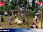 Pijar Park Kudus Tambah Wahana Baru, Domba Merino Ramaikan Libur Natal dan Tahun Baru