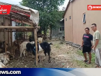 Jelang Iduladha, Populasi Kambing Kurban di Kudus Tembus 38 Ribu Ekor