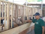 Peternak Kudus Ungkap Kunci Sukses Penggemukan Kambing, Pakan Jadi Faktor Utama Peternak Kudus Ungkap Kunci Sukses Penggemukan Kambing, Pakan Jadi Faktor Utama