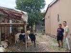 Jelang Iduladha, Populasi Kambing Kurban di Kudus Tembus 38 Ribu Ekor Jelang Iduladha, Populasi Kambing Kurban di Kudus Tembus 38 Ribu Ekor