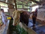 Sapi Kurban Presiden RI dari Kudus Dipastikan Sehat, Bobot “Mbah Bejo” Capai Hampir Satu Ton