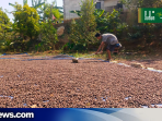 Kopi Jadi Andalan Warga Ternadi Kudus, Produksi Capai 200 Ton per Musim