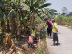 Geger! Bayi Laki-laki Ditemukan Hidup di Kebun Pisang Pasuruhan Kidul Kudus